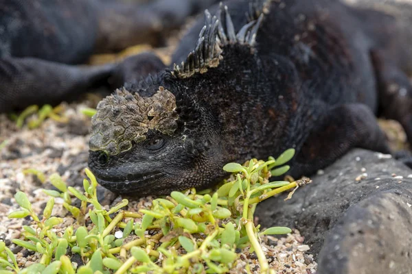 Marine Iguana Amblyrhynchus Cristatus Galapagos Eilanden Ecuador — Stockfoto