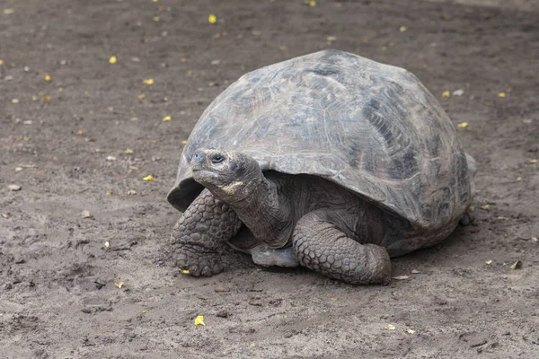 갈라파고스 에콰도르 갈라파고스 거북이 Chelonoidis Nigra — 스톡 사진