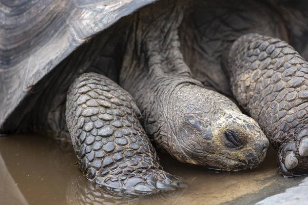 Tortuga Gigante Galápagos Chelonoidis Nigra Las Islas Galápagos Ecuador — Foto de Stock