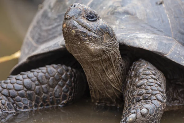 Tortuga Gigante Galápagos Chelonoidis Nigra Las Islas Galápagos Ecuador — Foto de Stock