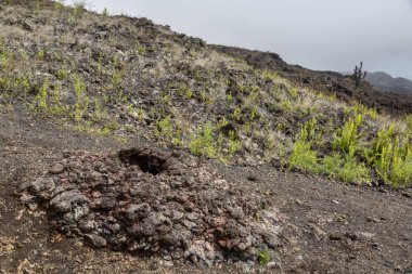Sierra Negra yanardağ, Isabella Adası Galapagos Adaları, Ekvador