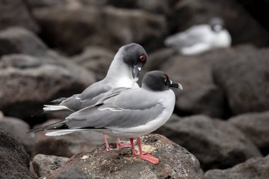 Galapagos Adaları, Ekvador Swallow-Tailed martı (Creagrus furcatus)