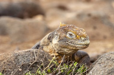 Galapagos Adaları, Ekvador Galapagos arazi Lguana (Conolophus subcristatus)