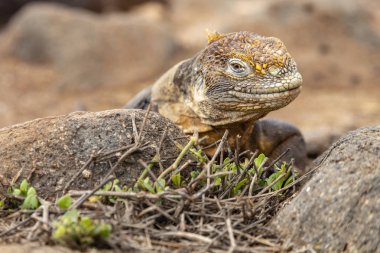 Galapagos Adaları, Ekvador Galapagos arazi Lguana (Conolophus subcristatus)