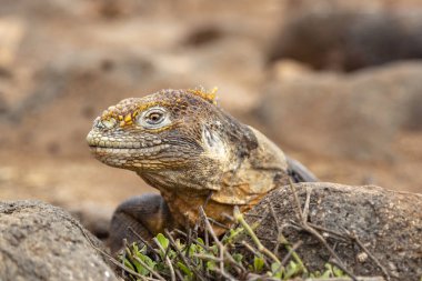 Galapagos Adaları, Ekvador Galapagos arazi Lguana (Conolophus subcristatus)