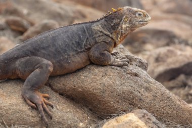 Galapagos Adaları, Ekvador Galapagos arazi Lguana (Conolophus subcristatus)