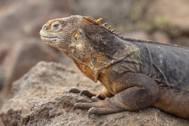 Galapagos Adaları, Ekvador Galapagos arazi Lguana (Conolophus subcristatus)