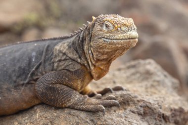Galapagos Adaları, Ekvador Galapagos arazi Lguana (Conolophus subcristatus)