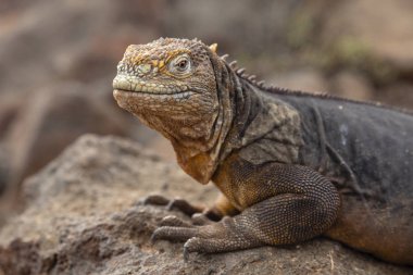 Galapagos Adaları, Ekvador Galapagos arazi Lguana (Conolophus subcristatus)