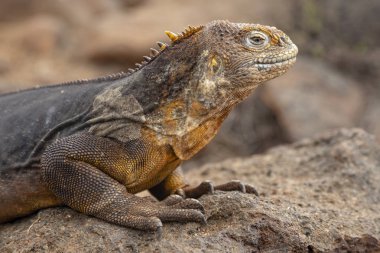 Galapagos Adaları, Ekvador Galapagos arazi Lguana (Conolophus subcristatus)