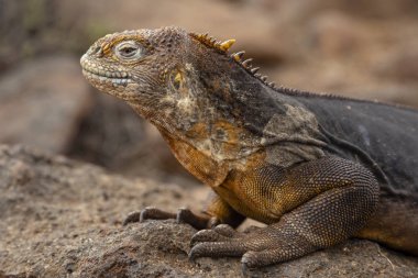 Galapagos Adaları, Ekvador Galapagos arazi Lguana (Conolophus subcristatus)