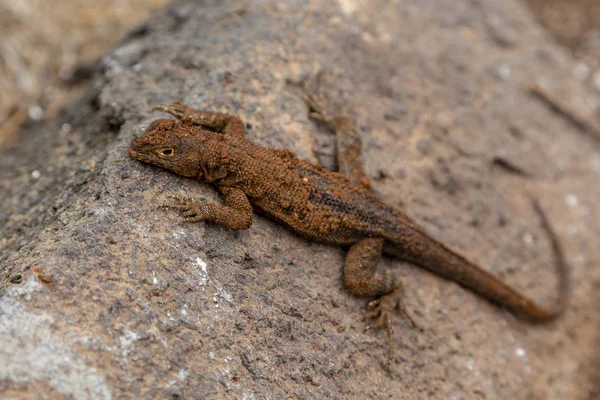 Ještěrka Lávová Galapagos Microlophus Albemarlensis Galapagos Islands Ekvádor — Stock fotografie