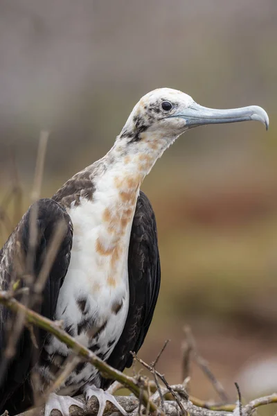 Magnífico Fragatebird Fregata Magnificens Las Islas Galápagos Ecuador — Foto de Stock