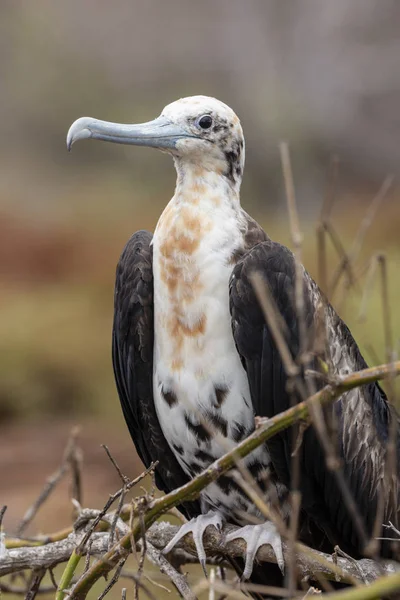 Magnificent Frigatebird Fregata Magnificens Galapagos Islands Ecuador — Stock Photo, Image