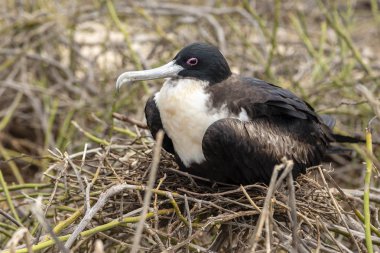 Galapagos Adaları, Ekvador'büyük Frigatebird (Fregata küçük)