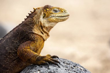 Galapagos Adaları, Ekvador Galapagos arazi Lguana (Conolophus subcristatus)