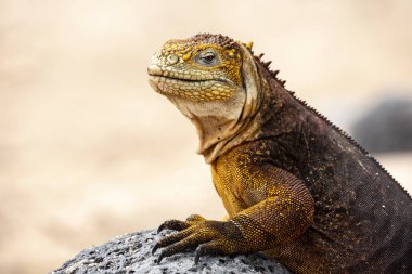 Galapagos Adaları, Ekvador Galapagos arazi Lguana (Conolophus subcristatus)