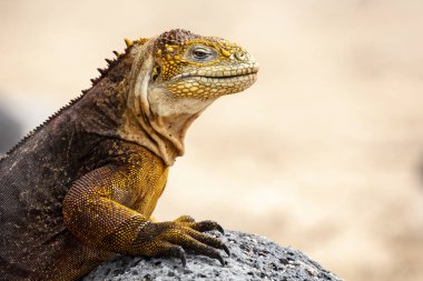 Galapagos Adaları, Ekvador Galapagos arazi Lguana (Conolophus subcristatus)