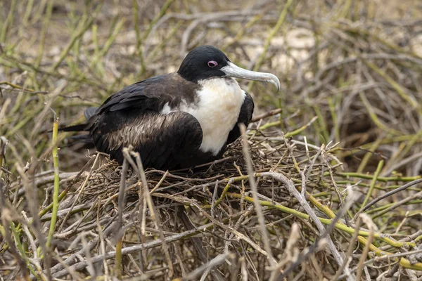 Great Frigatebird Fregata Minor ในหม เกาะกาลาปากอส เอกวาดอร — ภาพถ่ายสต็อก