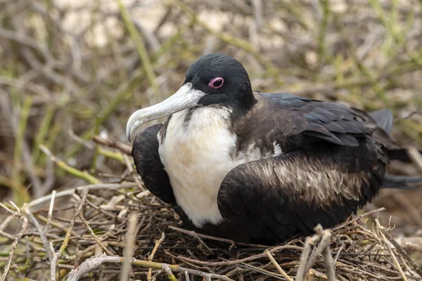 Gran Frigatebird Fregata Minor Islas Galápagos Ecuador — Foto de Stock