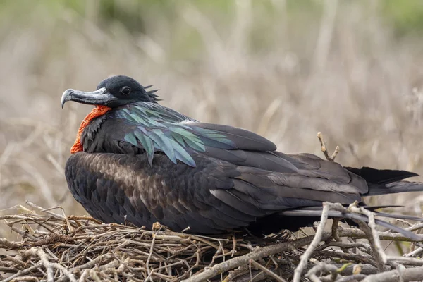 Great Frigatebird Fregata Minor Galapagos Islands Ecuador — Stock Photo, Image