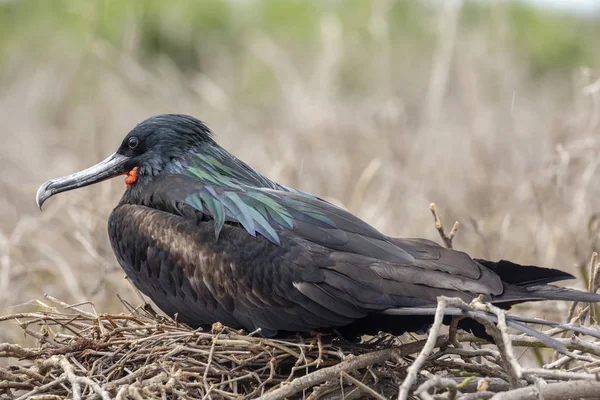 Gran Frigatebird Fregata Minor Islas Galápagos Ecuador — Foto de Stock