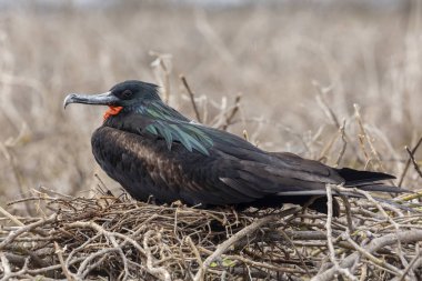Galapagos Adaları, Ekvador'büyük Frigatebird (Fregata küçük)