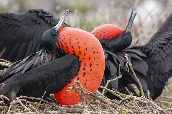 Magnificent Frigatebird Fregata Magnificens Galapagos Islands Ecuador — Stock Photo, Image