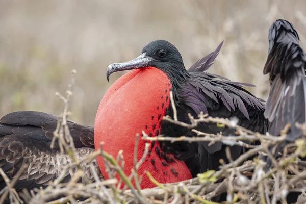 Magnificent Frigatebird Fregata Magnificens Galapagos Islands Ecuador — Stock Photo, Image