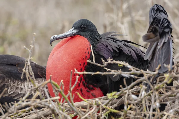 Magnificent Frigatebird Fregata Magnificens Galapagos Islands Ecuador — Stock Photo, Image