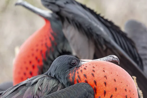 Magnificent Frigatebird Fregata Magnificens Galapagos Islands Ecuador — Stock Photo, Image