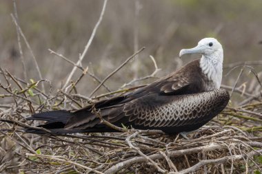 Muhteşem Frigatebird (Fregata magnificens) Galapagos Adaları, Ekvador