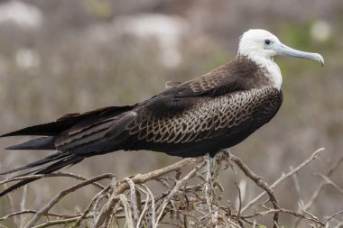 Muhteşem Frigatebird (Fregata magnificens) Galapagos Adaları, Ekvador