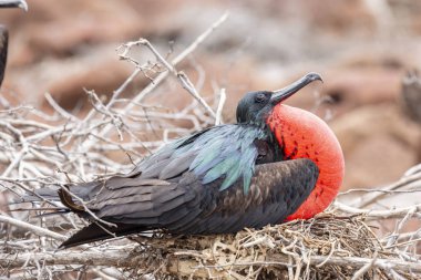 Galapagos Adaları, Ekvador'büyük Frigatebird (Fregata küçük)