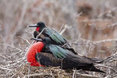 Galapagos Adaları, Ekvador'büyük Frigatebird (Fregata küçük)
