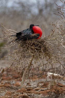 Galapagos Adaları, Ekvador'büyük Frigatebird (Fregata küçük)
