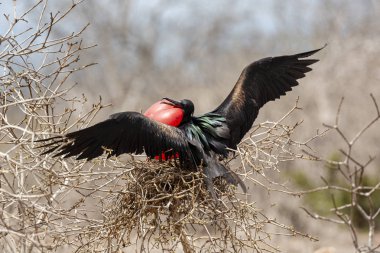Galapagos Adaları, Ekvador'büyük Frigatebird (Fregata küçük)