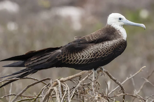 Prachtvögel Fregata Magnificens Auf Den Galapagos Inseln Ecuador — Stockfoto