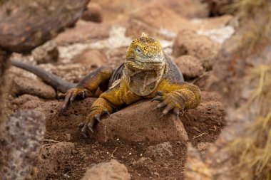 Galapagos Adaları, Ekvador Galapagos arazi Lguana (Conolophus subcristatus)