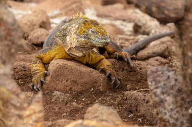 Galapagos Adaları, Ekvador Galapagos arazi Lguana (Conolophus subcristatus)