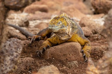 Galapagos Adaları, Ekvador Galapagos arazi Lguana (Conolophus subcristatus)