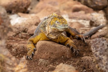 Galapagos Adaları, Ekvador Galapagos arazi Lguana (Conolophus subcristatus)