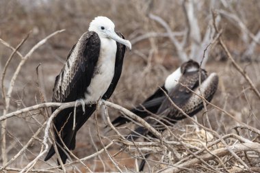 Muhteşem Frigatebird (Fregata magnificens) Galapagos Adaları, Ekvador