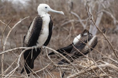 Muhteşem Frigatebird (Fregata magnificens) Galapagos Adaları, Ekvador