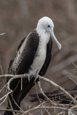 Muhteşem Frigatebird (Fregata magnificens) Galapagos Adaları, Ekvador