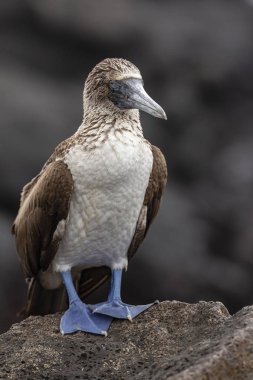 Mavi paçalı sümsük (Sula nebouxii) Galapagos Adaları, Ekvador