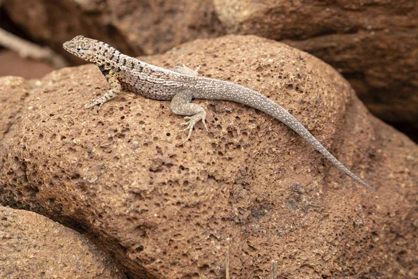 Galapagos Adaları, Ekvador Galapagos lav kertenkele (Microlophus albemarlensis)
