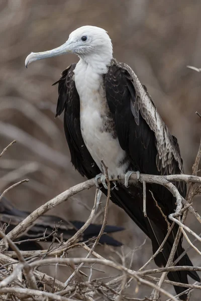 Magnífico Fragatebird Fregata Magnificens Las Islas Galápagos Ecuador — Foto de Stock