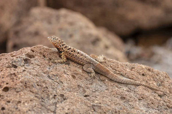 Galapagos Lava Ödla Microlophus Albemarlensis Galapagosöarna Ecuador — Stockfoto