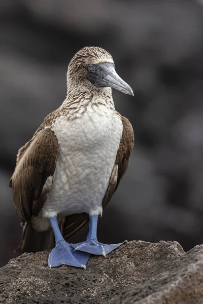 Blue Footed Booby Sula Nebouxii Isole Galapagos Ecuador — Foto Stock